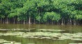 /album/fotogaleria/ecosistemas-saludables-para-reducir-los-efectos-de-los-desastres-naturales-2-jpg/