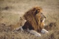 /album/fotogaleria/leones-jpg/